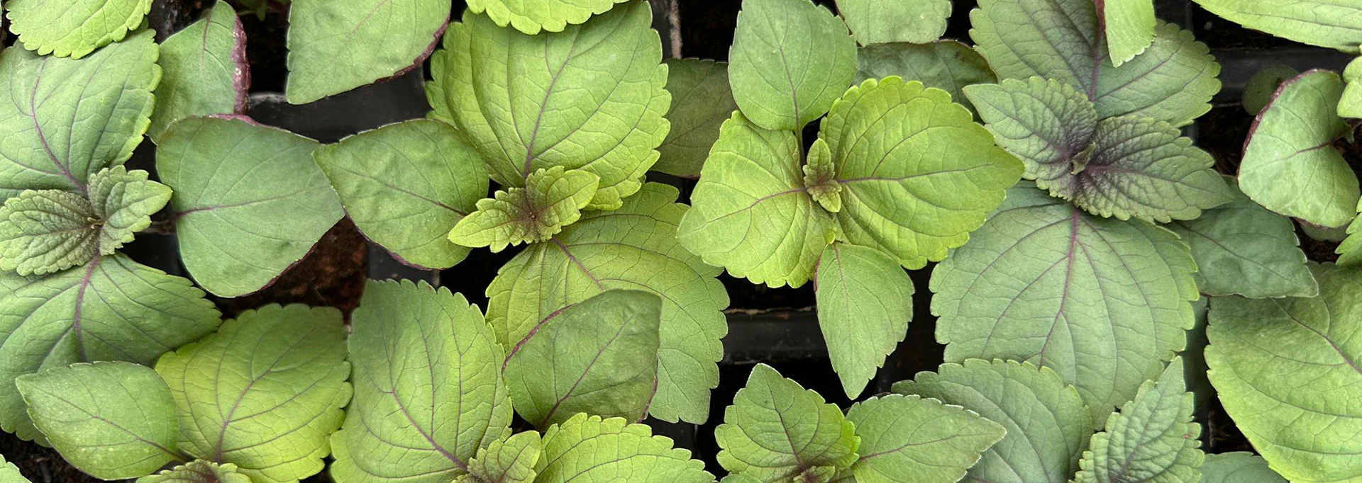 Real Wasabi, Straight From Nature