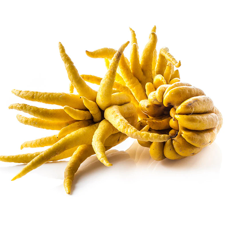 Buddha's Hand Tree - Image 5