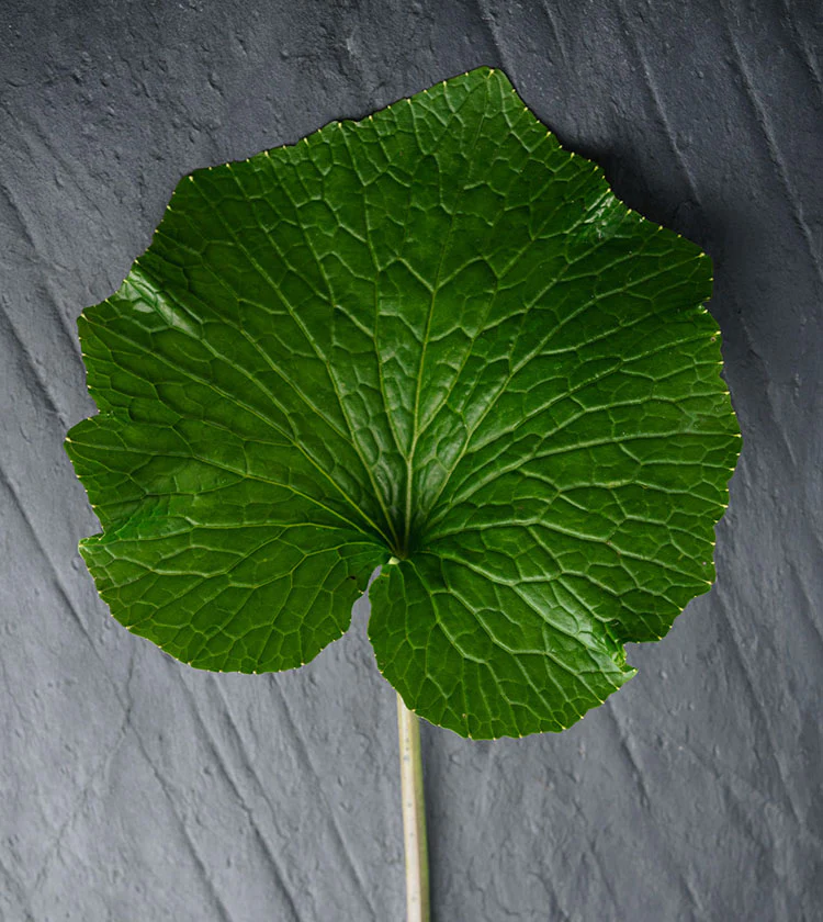 English Wasabi Baby Leaf - 30g - Image 2