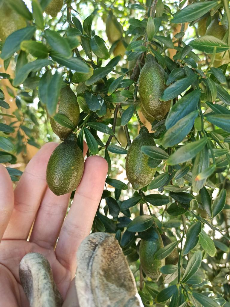 Fresh Finger Limes, Citrus Caviar - Image 6