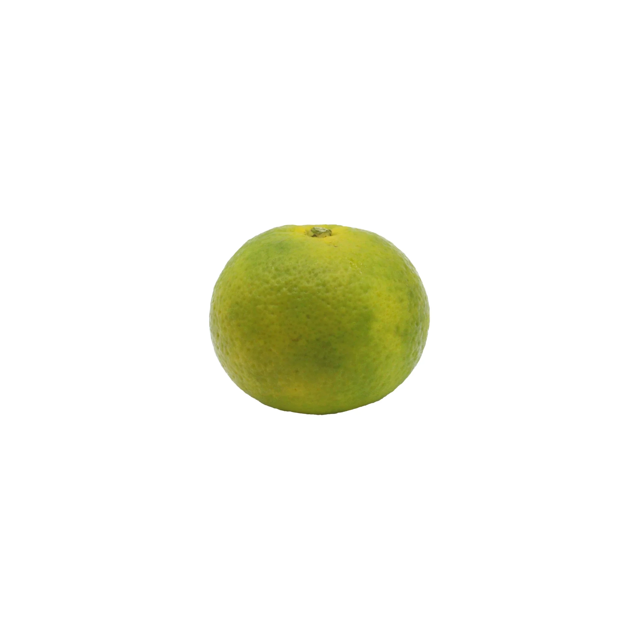 Fresh Kabosu - Image 4