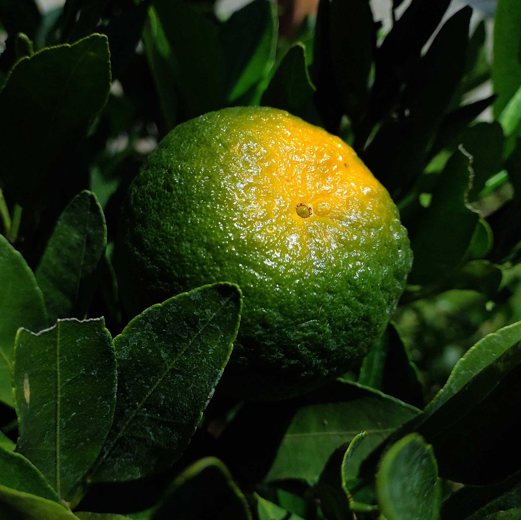 Fresh Ponkan Fruit - Image 2