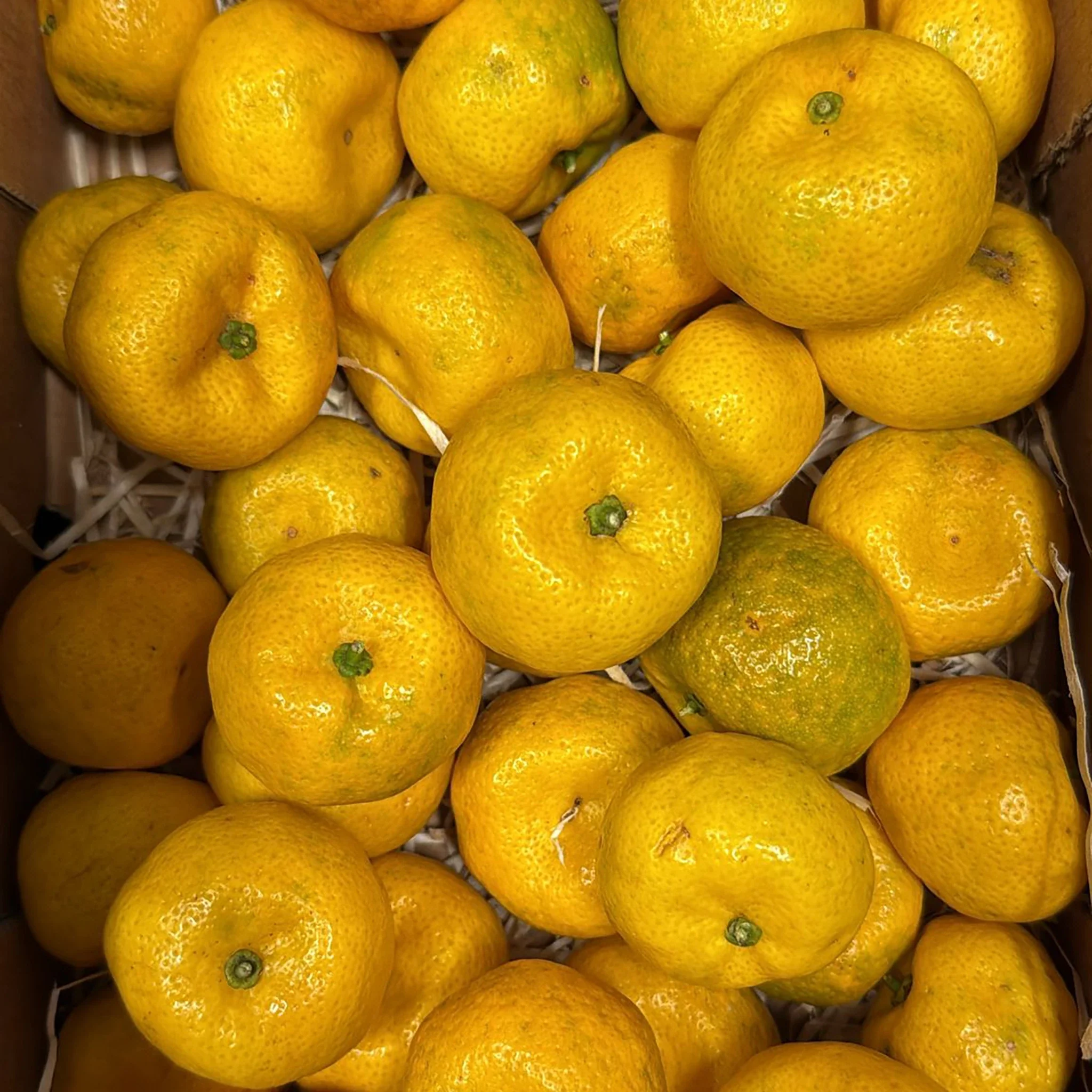 Fresh Tachibana - Image 2