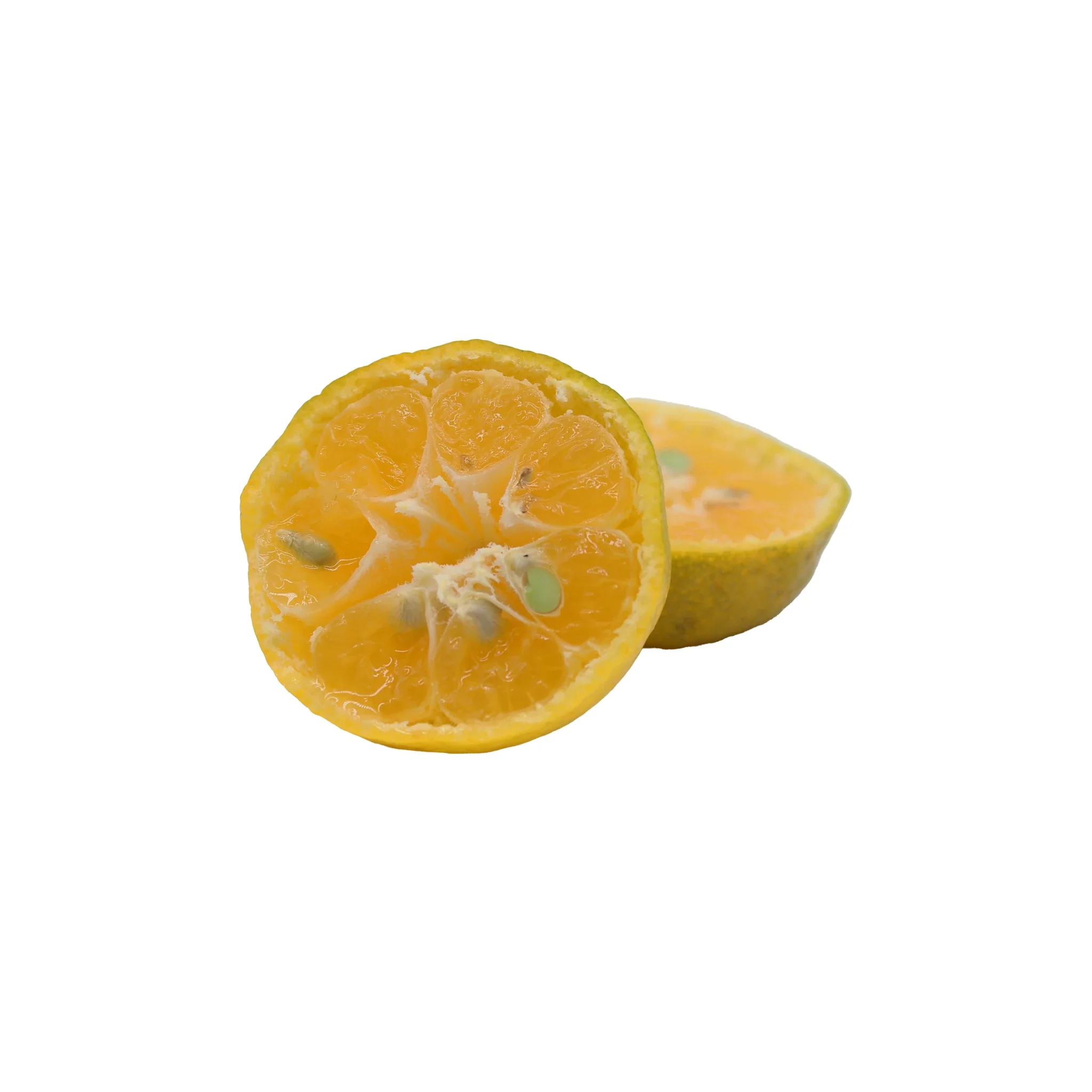 Fresh Tachibana - Image 5