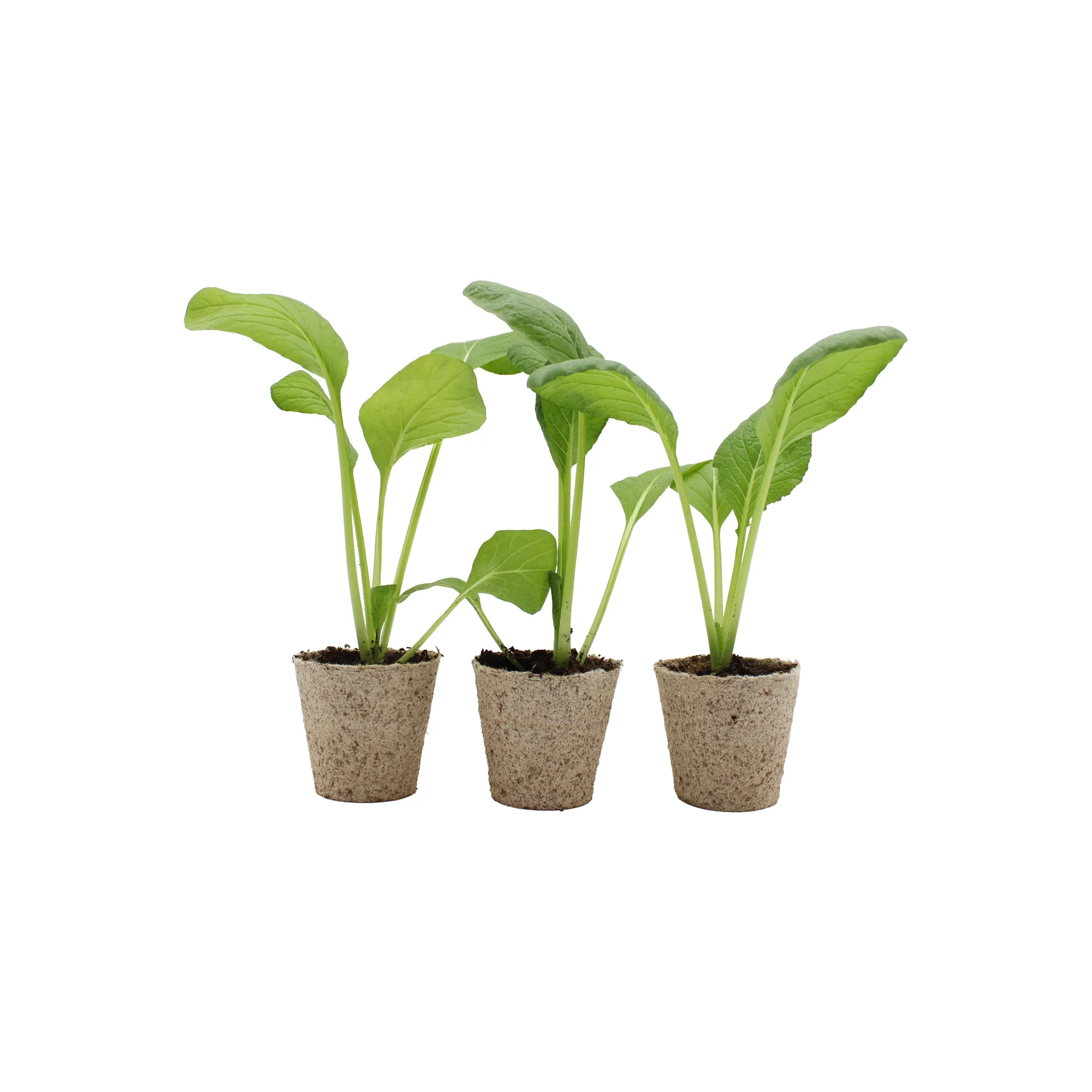 Komatsuna (Japanese Mustard Spinach) - Set of 3