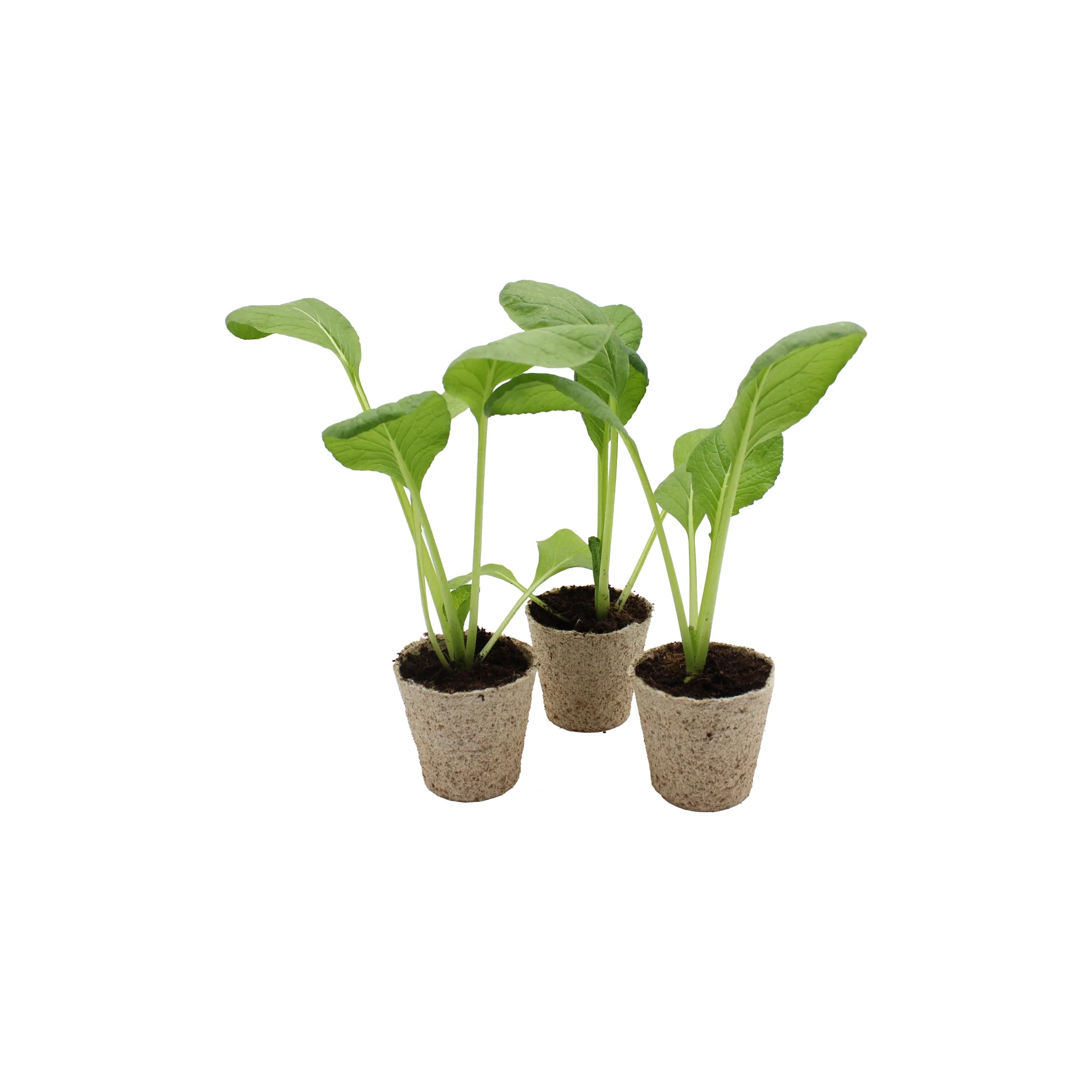 Komatsuna (Japanese Mustard Spinach) - Set of 3 - Image 2
