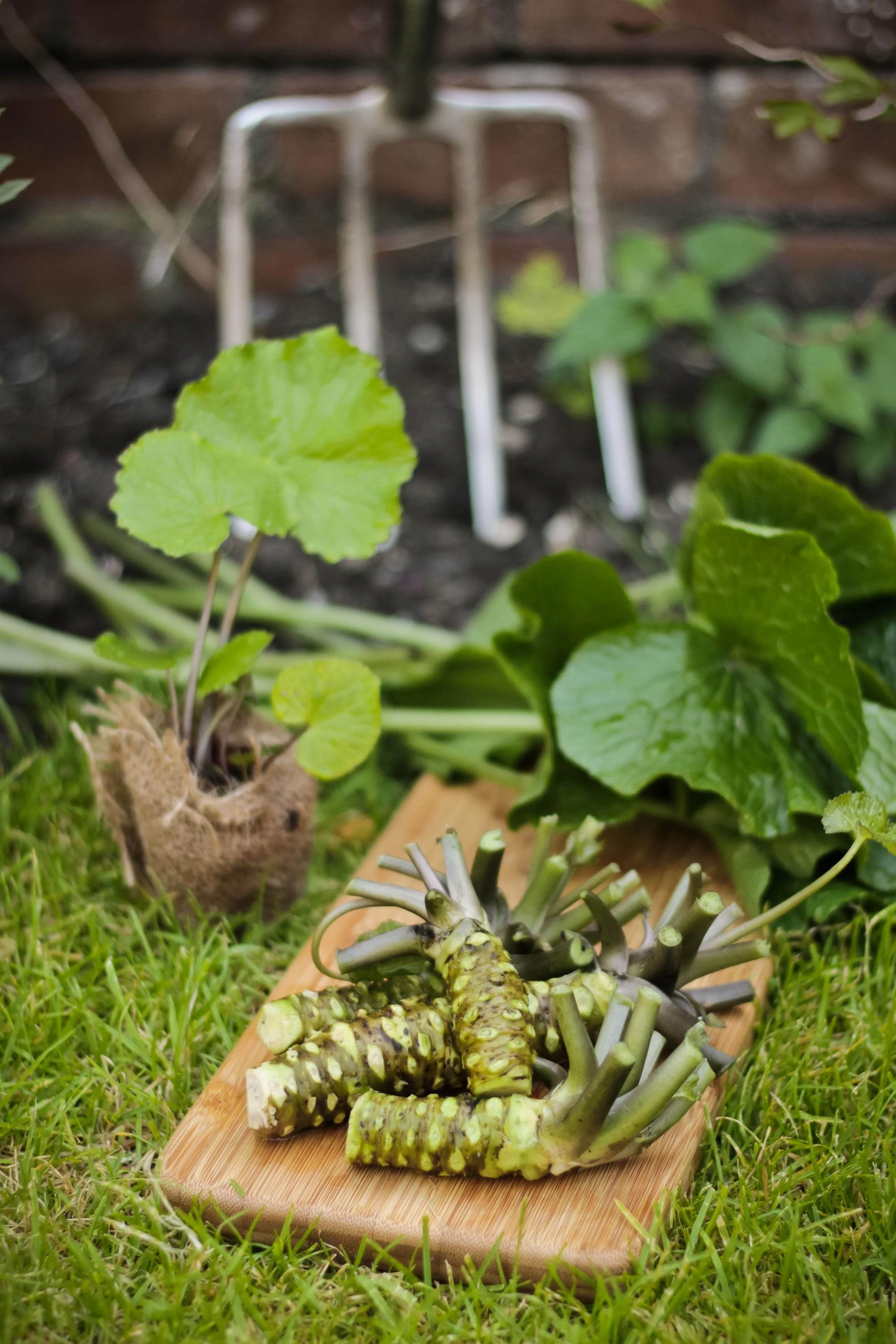 Large Wasabi Plants - Set of 3 - Image 6