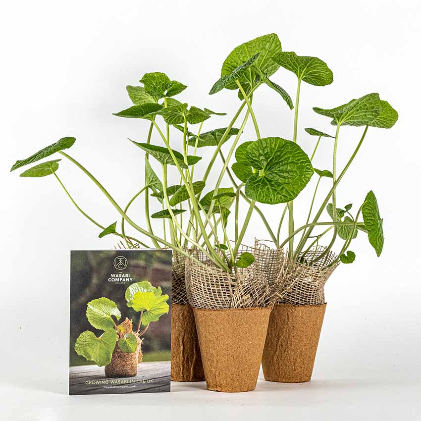Large Wasabi Plants - Set of 5 - Image 3