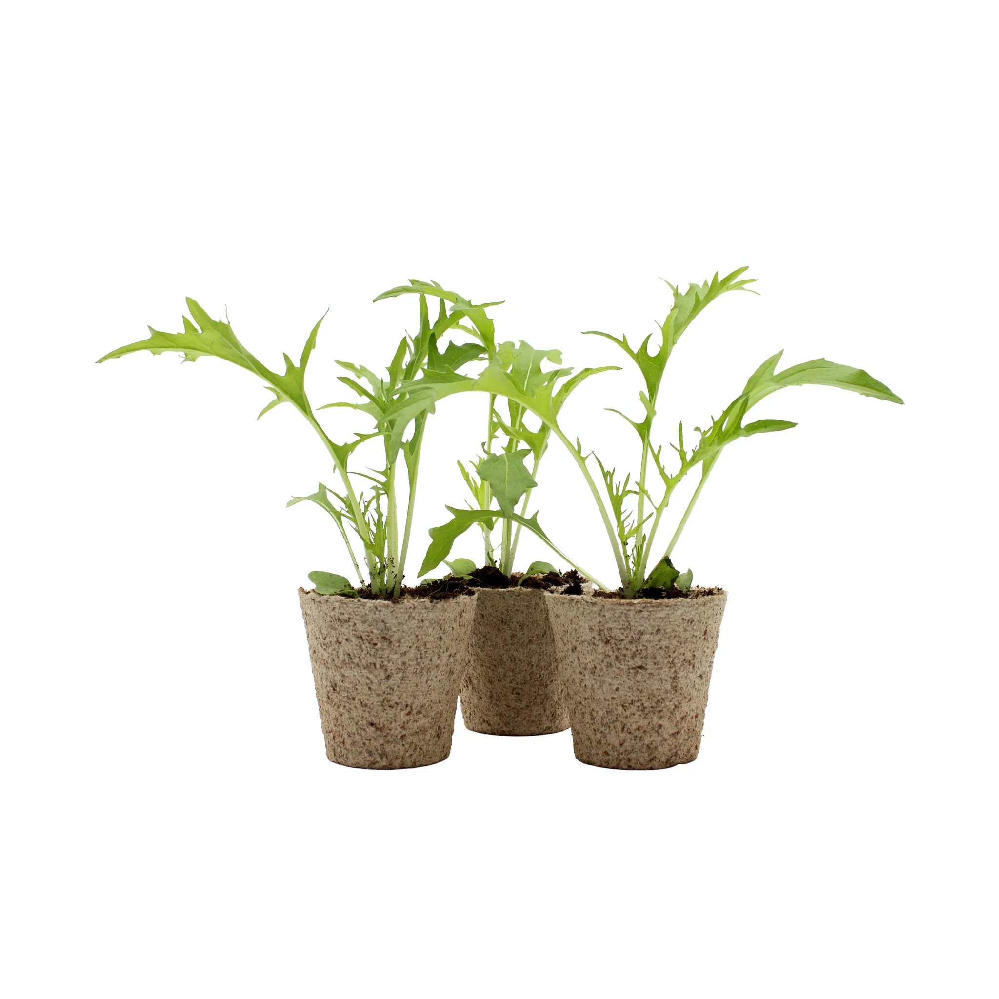 Mizuna (Japanese Mustard Greens) - Set of 3