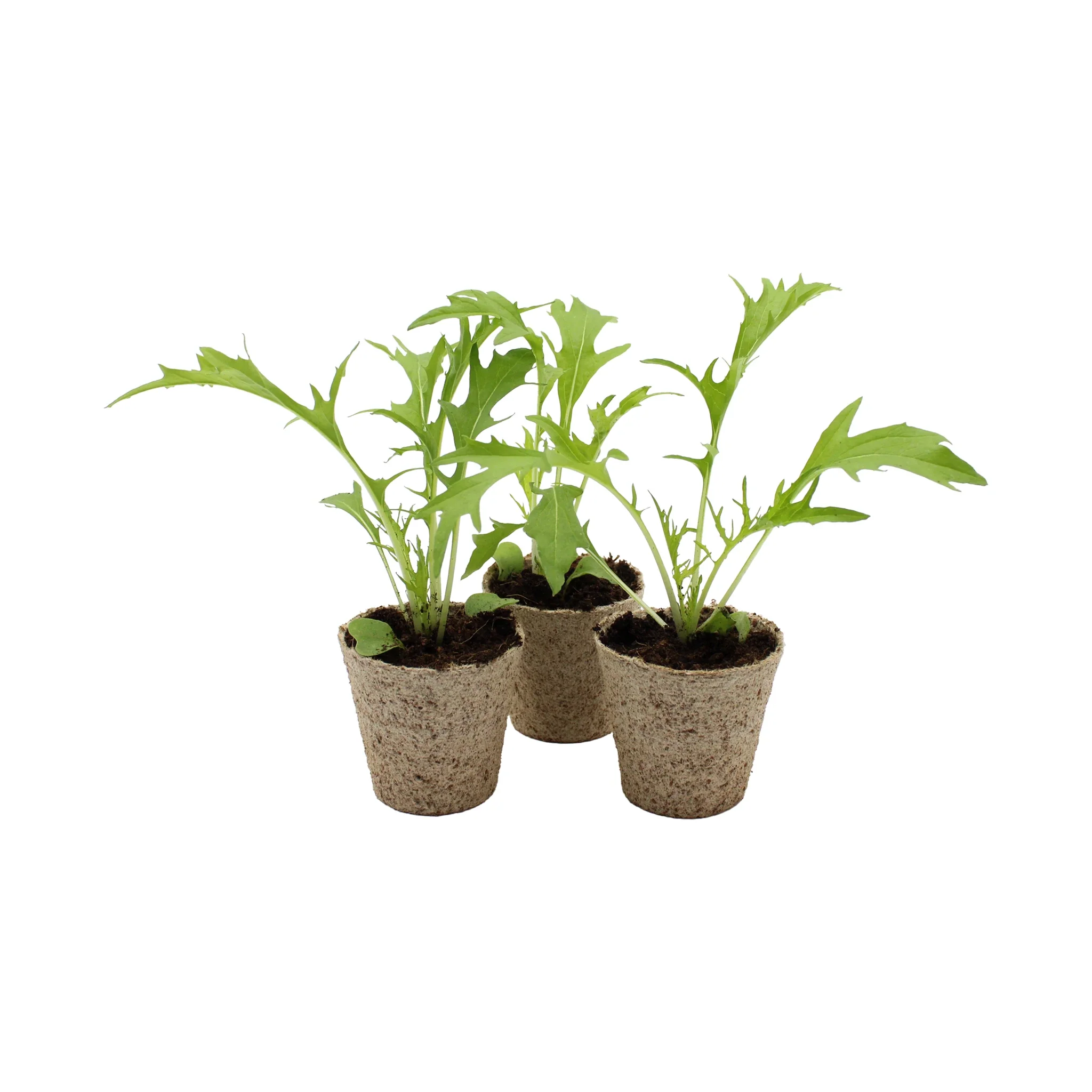 Mizuna (Japanese Mustard Greens) - Set of 3 - Image 2