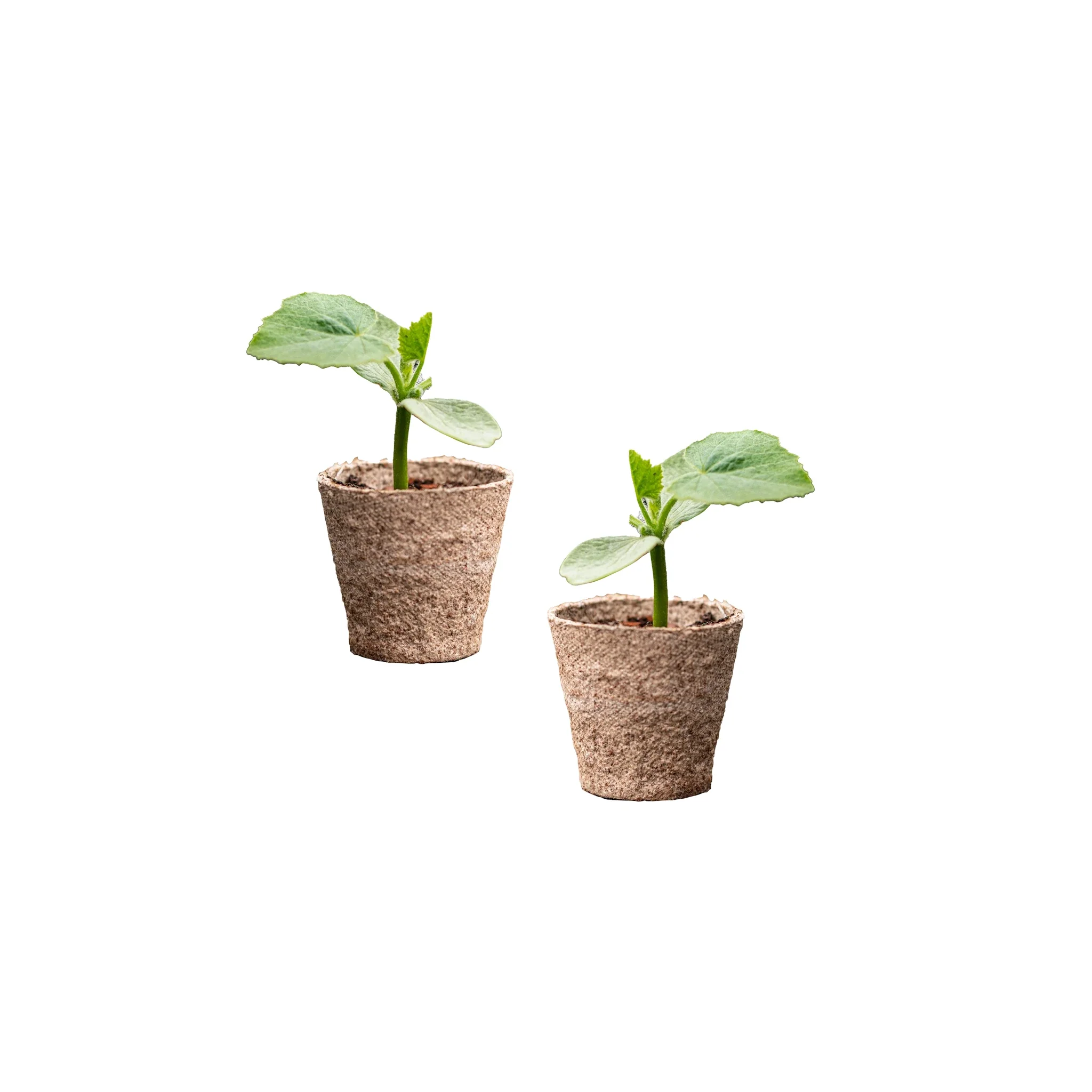 Red Hokkaido Japanese Pumpkin Plants - Set of 2