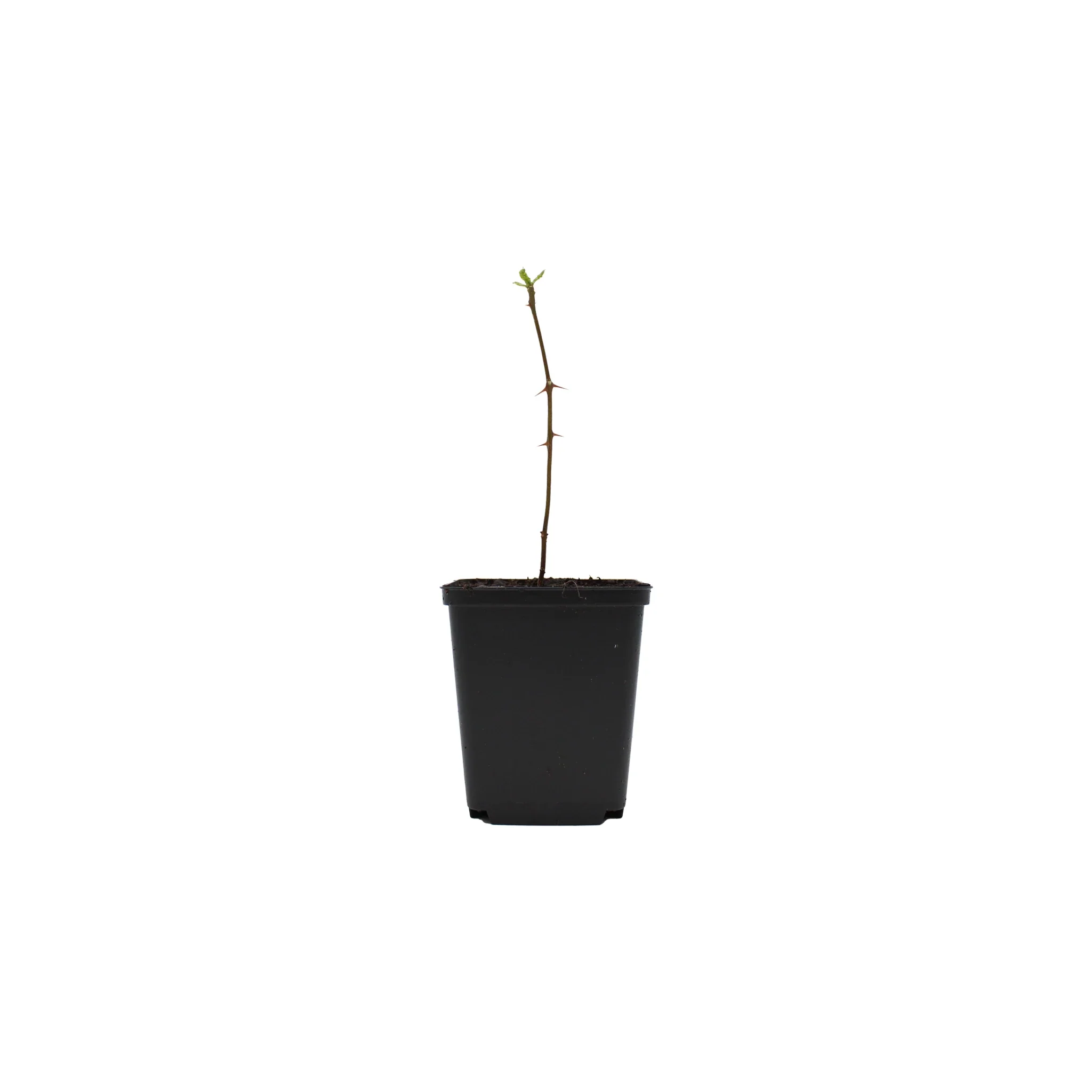 Sansho Pepper Tree (Zanthoxylum piperitum) - Image 3
