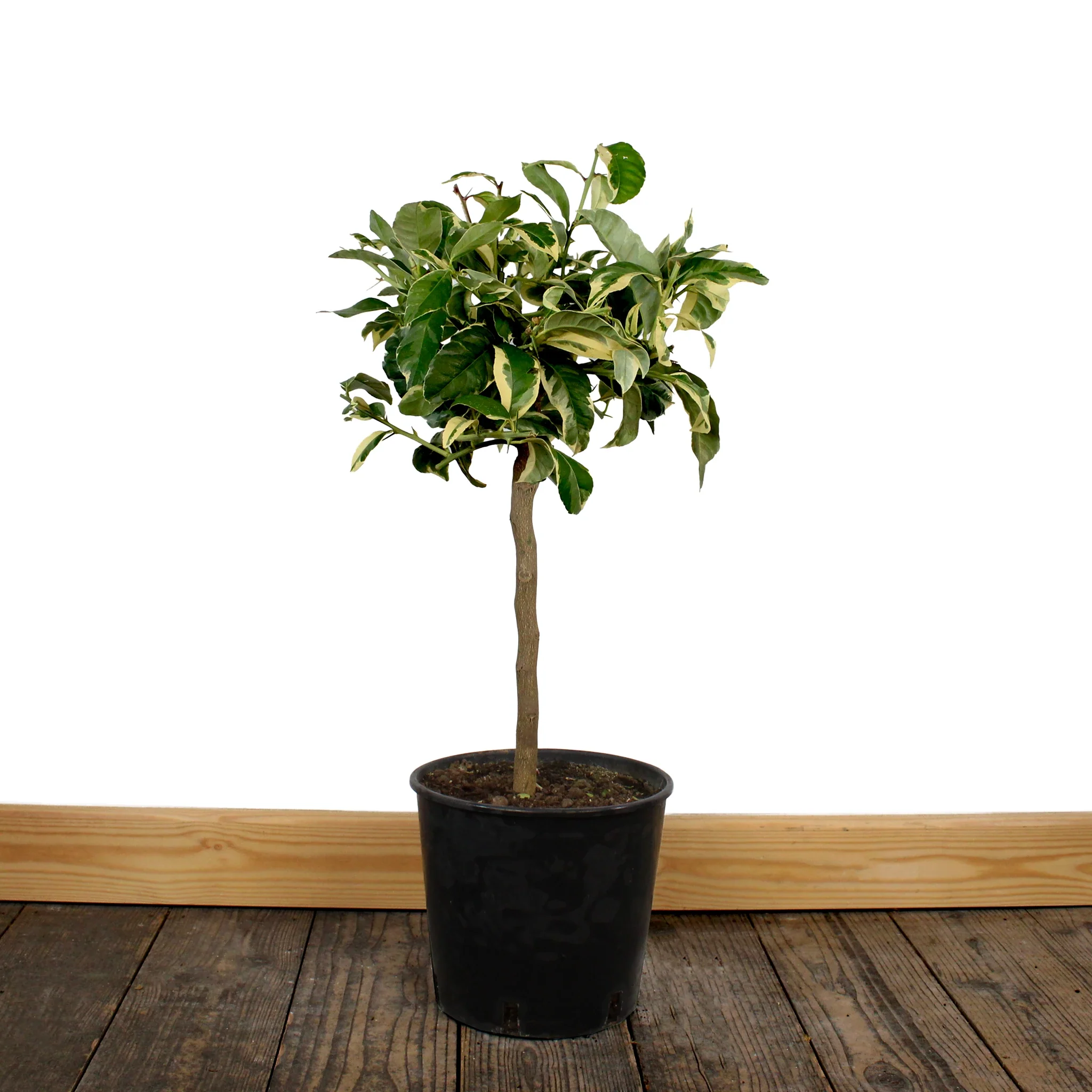 Tiger Lemon Tree