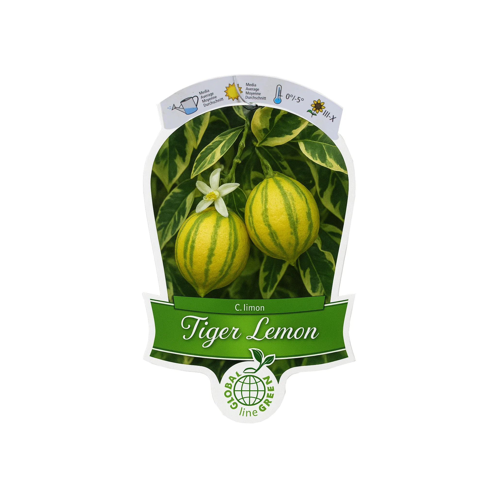 Tiger Lemon Tree - Image 2