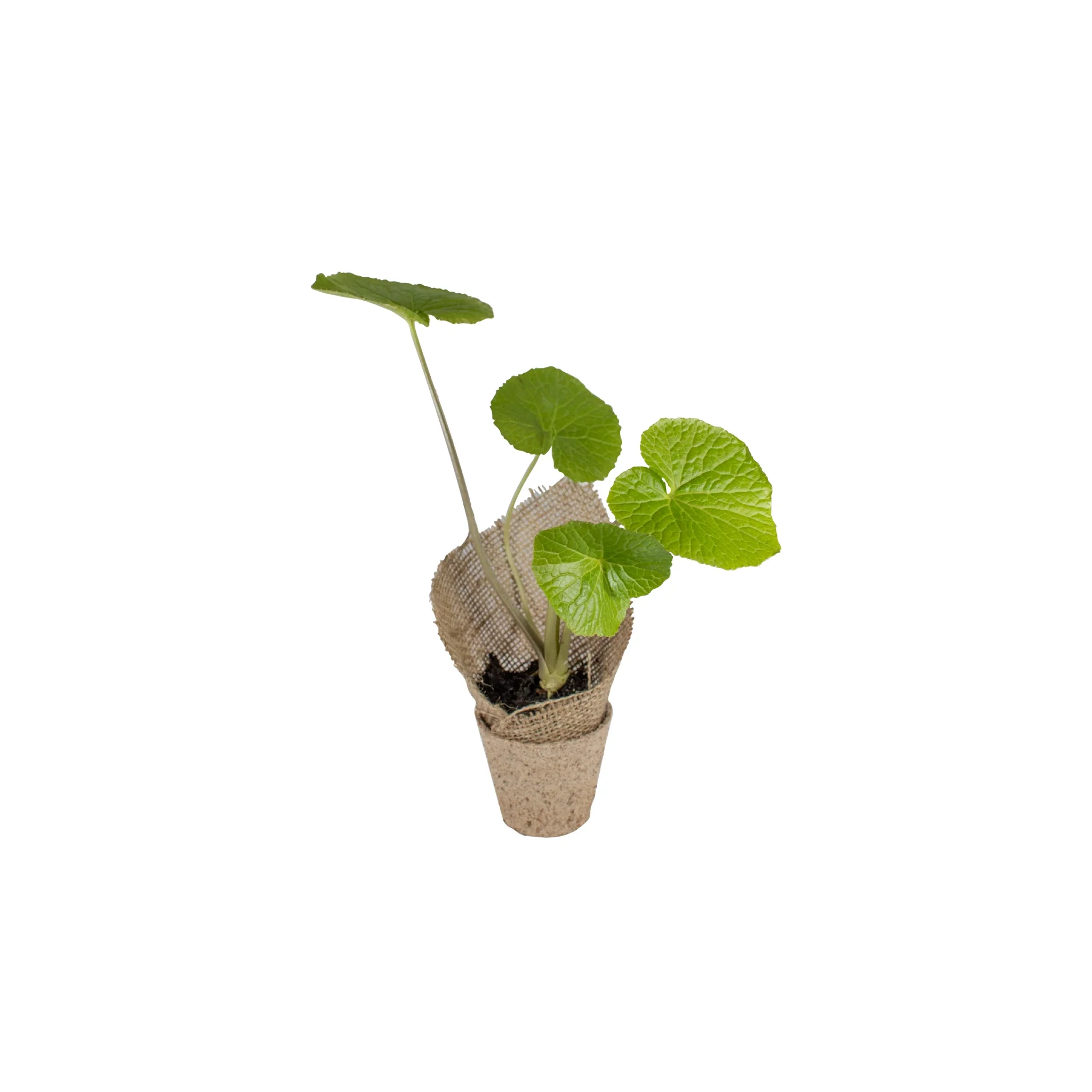 Fresh Wasabi Pro & Grow Kit - Image 2