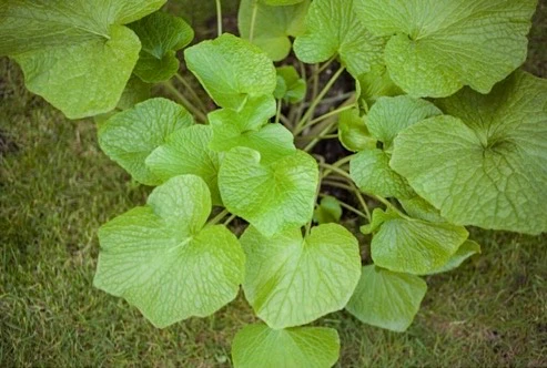 Wasabi Plants - Set of 5 - Image 3